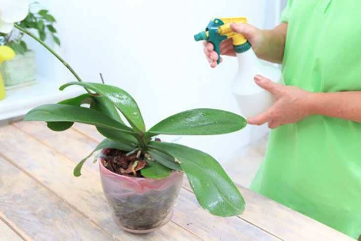 Липкі краплини на орхідеї – причини появи і вирішення проблеми