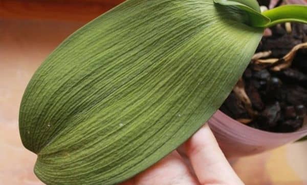 Чому у орхідеї мляві листя – способи лікування рослини