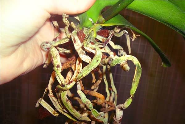Чому у орхідеї мляві листя – способи лікування рослини