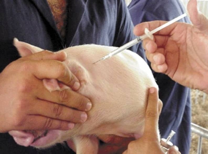 Пика у свиней — збудник захворювання, симптоми і лікування