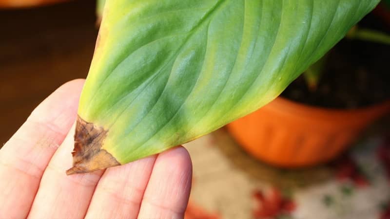 Сохнуть кінчики листя у спатифиллума — причини та способи лікування