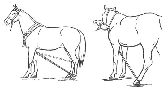 Парування коней — як відбувається, правила підготовки тварин, види вязки