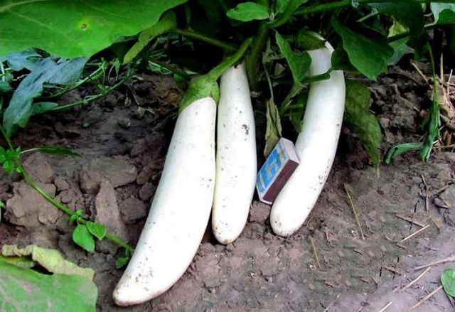 Білі баклажани — кращі сорти для відкритого грунту, посадка і догляд