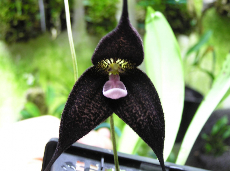 Чорна орхідея: секрети домашнього вирощування