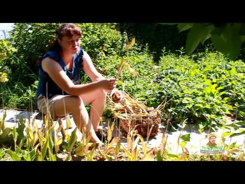 Як зберігати цибулини тюльпанів в домашніх умовах — поради для садівників