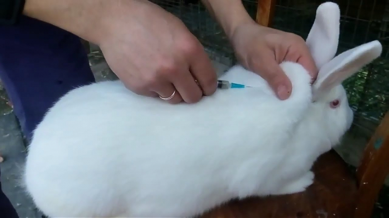 Які щеплення потрібно робити кроликам, як правильно проводити вакцинацію