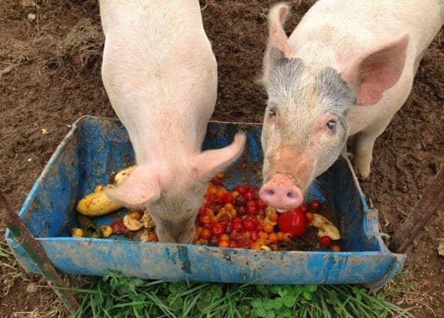 Комбікорм для свиней — поради по правильному годуванню