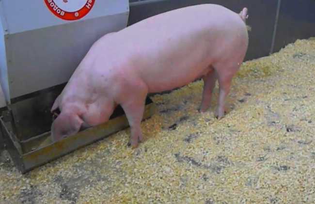Комбікорм для свиней — поради по правильному годуванню