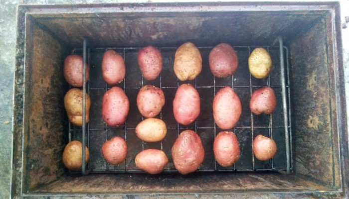 Картопля копчена, гаряче копчення в коптильні і на природі