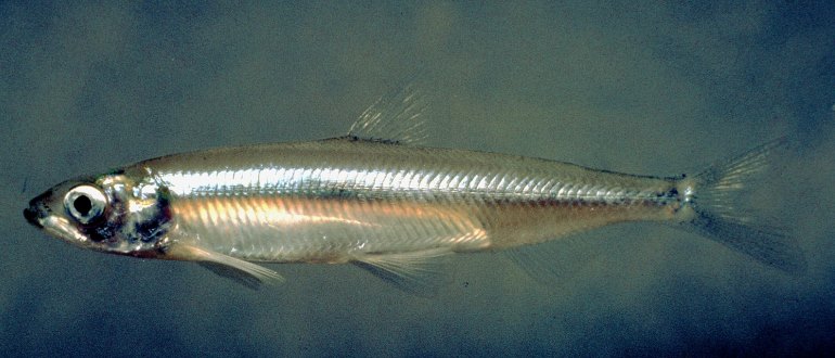 Копчена ряпушка: рецепти від кухарів приготування