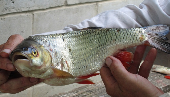 Копчення риби головень в коптильні і іншими способами