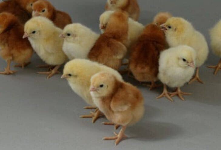 Кури ломан браун — продуктивні птиці, що несуть великі яйця. Поради по утриманню