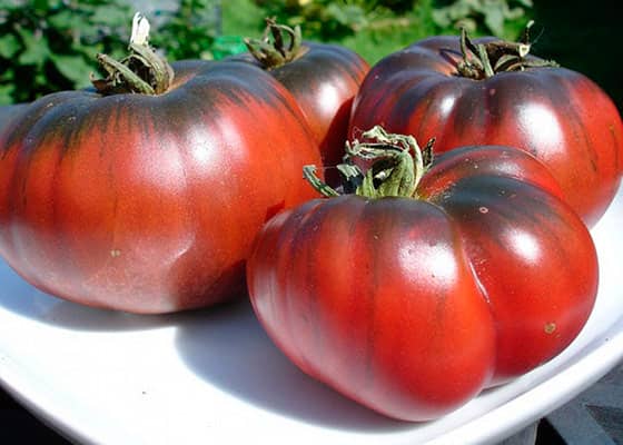 Кращі сорти чорних помідорів — особливості та рекомендації по вирощуванню