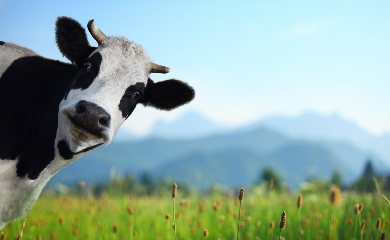 Популярні породи корів мясного та молочного напрямку