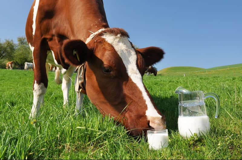 Популярні породи корів мясного та молочного напрямку
