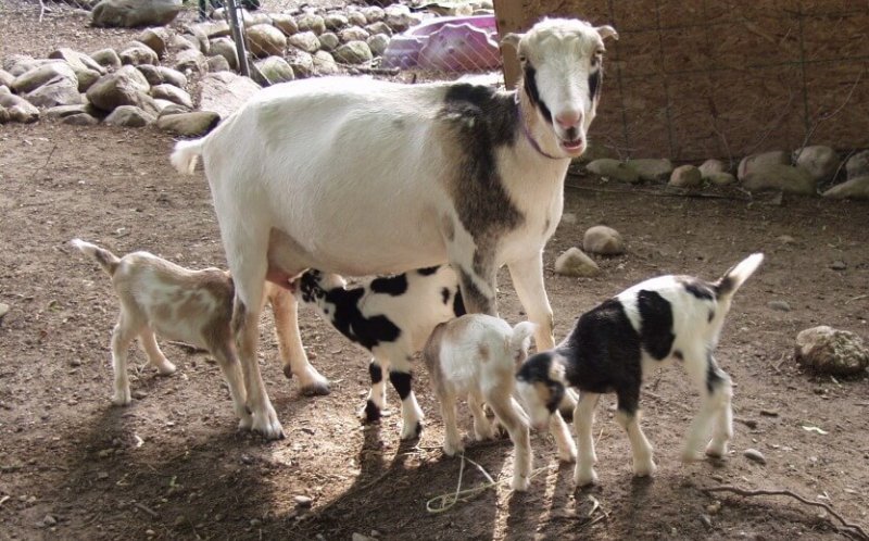 Породи кіз молочного і мясного напряму — найкращі екземпляри