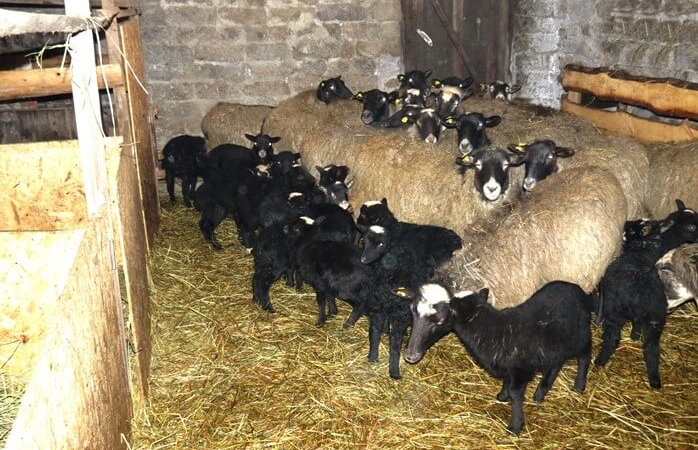 Романовська порода овець — нюанси з утримання і годівлі