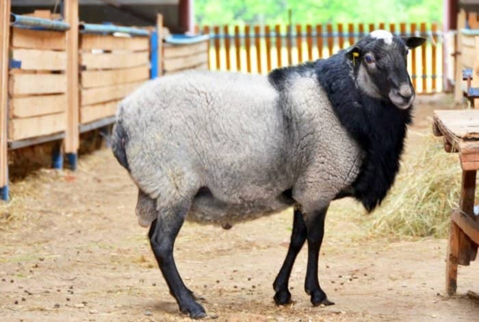Романовська порода овець — нюанси з утримання і годівлі