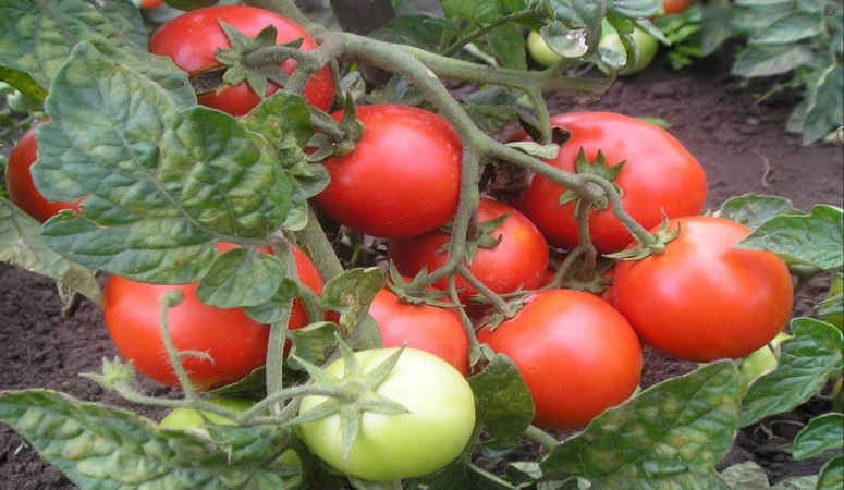 Сорти помідорів, стійкі до фітофторозу: опис і переваги