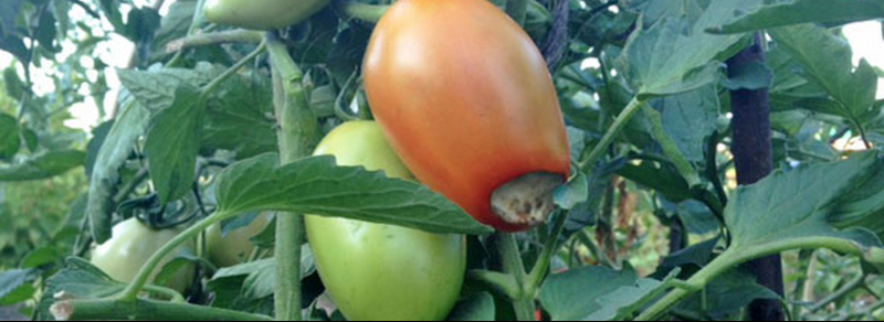 Сорти помідорів, стійкі до фітофторозу: опис і переваги