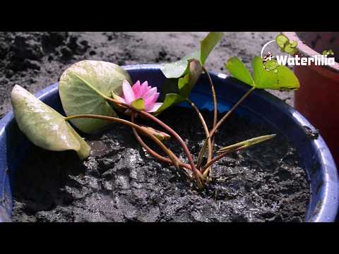 Водяна лілія — як правильно посадити і виростити рослину