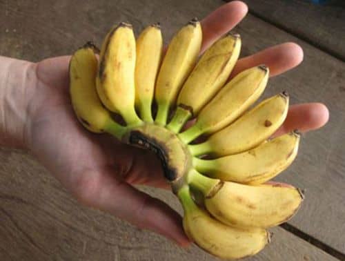Вялені банани: як їх зробити (вялити)