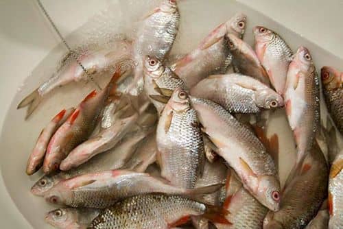 Як вялити плотву: рецепти вяленої риби, способи правильно завялить