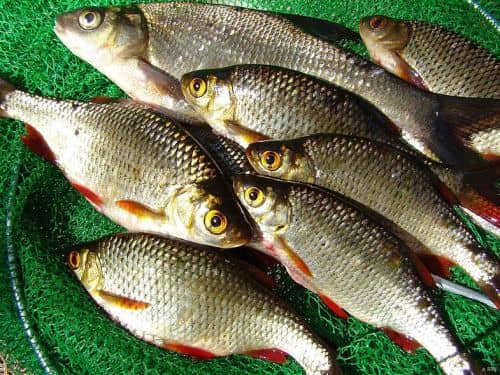 Як вялити плотву: рецепти вяленої риби, способи правильно завялить