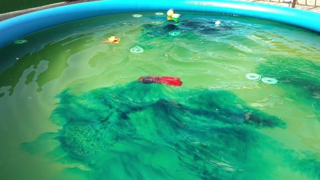 Знезараження води в басейні на дачі своїми руками, засоби і способи очищення: зеленкою, мідним купоросом, білизною, грибом, марганцівкою, сіллю