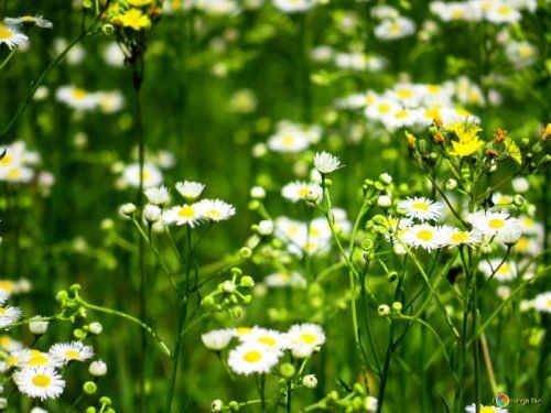 Поліноз на лучні трави: симптоми і лікування
