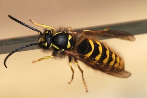 Алергія на укус бджоли