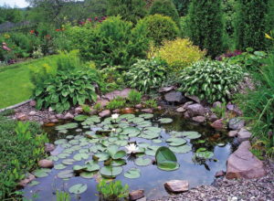 Рослини для ставка на дачі   які рослини посадити на дачі в ставку і на березі, варіанти оформлення навколо та біля ставка