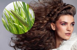 Корінь аїру для волосся: відгуки та користь від його застосування в домашніх умовах