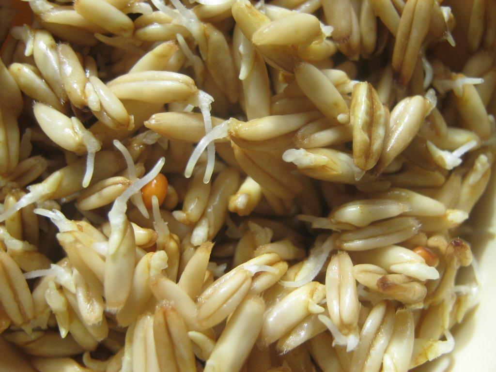 Пророщені зерна: користь і шкода, правила вживання, вплив на організм
