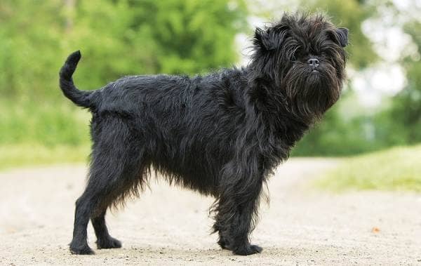 Аффенпинчер собака. Опис, особливості, види, догляд та ціна породи аффенпинчер