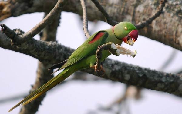 Олександрійський папуга. Опис, особливості, види, ціна та догляд за птицею