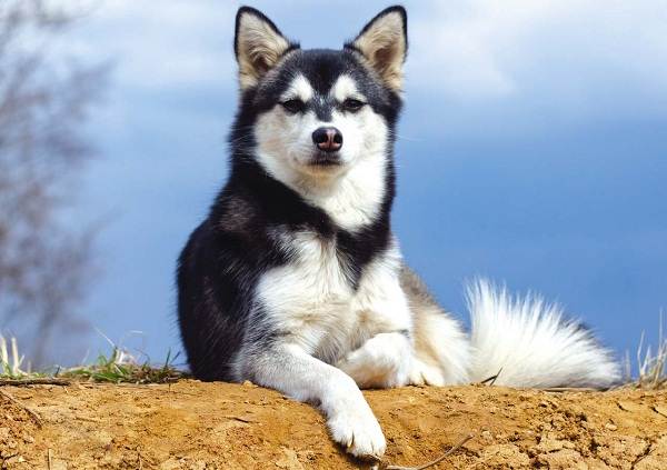 Аляскінський клі кай собака. Опис, особливості, ціна, догляд і утримання породи