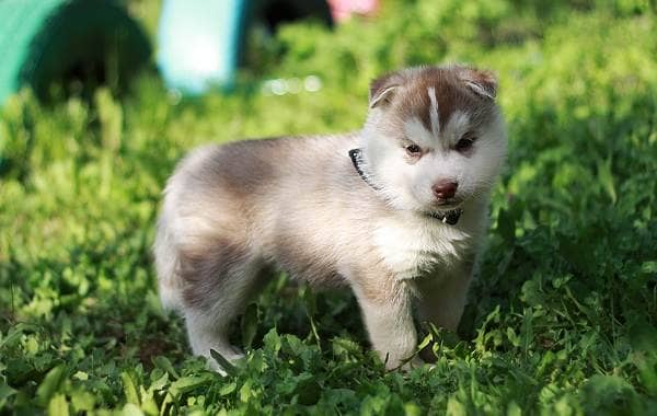 Аляскінський клі кай собака. Опис, особливості, ціна, догляд і утримання породи