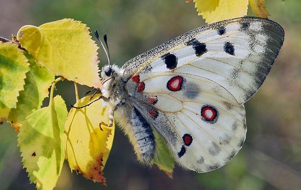 Метелик Аполлон комаха. Опис, особливості, види і середовище існування