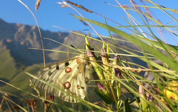 Метелик Аполлон комаха. Опис, особливості, види і середовище існування