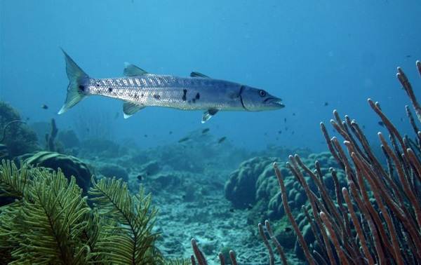 Барракуда риба. Опис, особливості, види, спосіб життя і середовище проживання барракуди