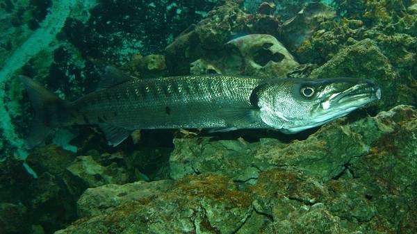 Барракуда риба. Опис, особливості, види, спосіб життя і середовище проживання барракуди