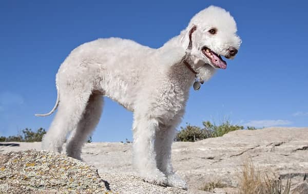 Бедлінгтон терєр собака. Опис, особливості, види, догляд та ціна бедлінгтон терєр