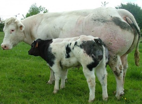 Бельгійський бик, мясна порода корів: зміст, вигода, де купити
