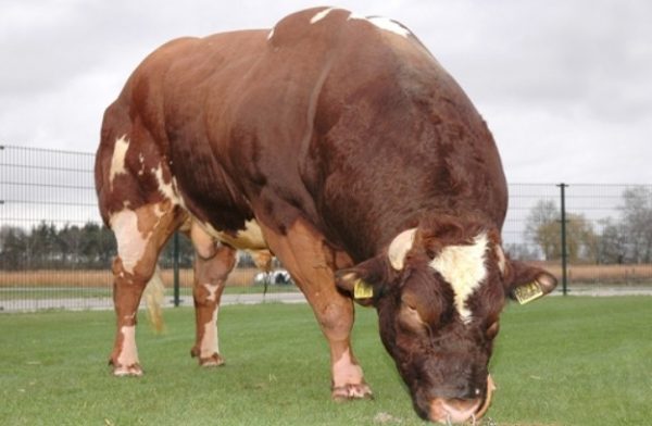 Бельгійський бик, мясна порода корів: зміст, вигода, де купити