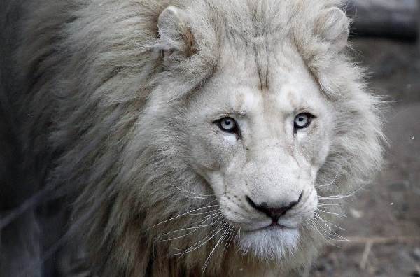 Білий лев тварина. Опис, особливості, спосіб життя і середовище проживання білого лева
