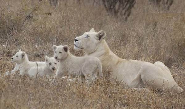 Білий лев тварина. Опис, особливості, спосіб життя і середовище проживання білого лева
