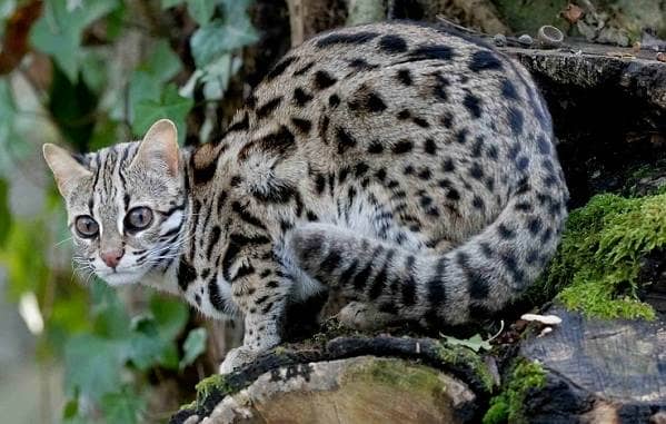 Бенгальська кішка. Опис, особливості, види, догляд та утримання породи
