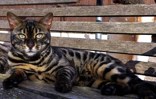 Бенгальська кішка. Опис, особливості, види, догляд та утримання породи