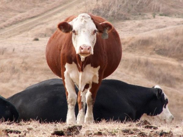Вагітність корови: тривалість, визначення строку та дати пологів